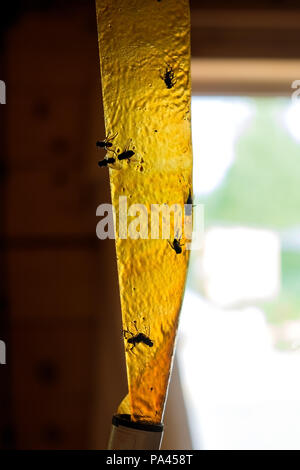 Una trappola per mosche. Nastro adesivo con gli insetti catturati Foto Stock