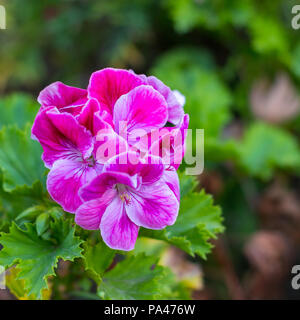 Le chiazze di fiori di geranio nella sua piena fioritura Foto Stock