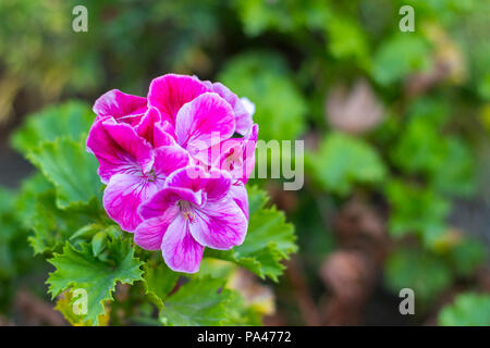 Le chiazze di fiori di geranio nella sua piena fioritura Foto Stock