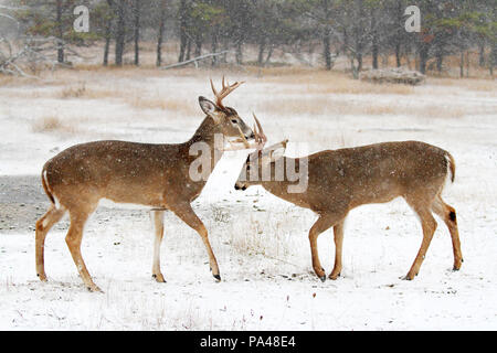 Due white-tailed deer bucks uno contro l'altro in un giorno di neve in Canada Foto Stock