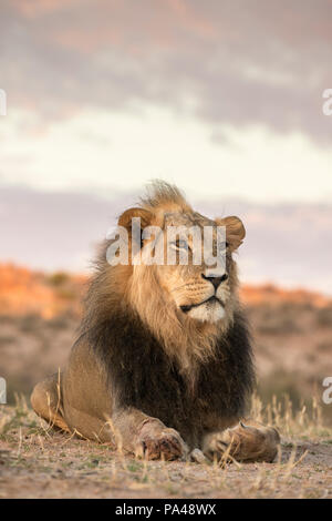 Lion (Panthera leo) maschio, Kgalagadi Parco transfrontaliero, Sud Africa, Foto Stock