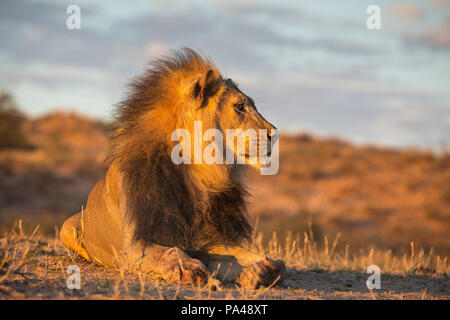 Lion (Panthera leo) maschio, Kgalagadi Parco transfrontaliero, Sud Africa, Foto Stock