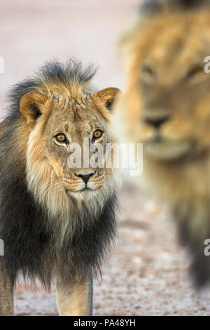 Lion (Panthera leo) fratelli, Kgalagadi Parco transfrontaliero, Sud Africa, Foto Stock