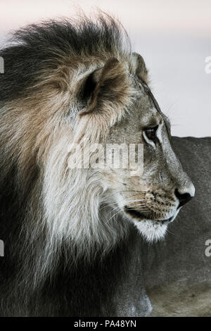 Lion (Panthera leo) maschio, Kgalagadi Parco transfrontaliero, Sud Africa, Foto Stock