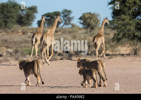 I Lions a piedi (Panthera leo) guardato da giraffe (Giraffa camelopardalis), Kgalagadi Parco transfrontaliero, Sud Africa, Foto Stock