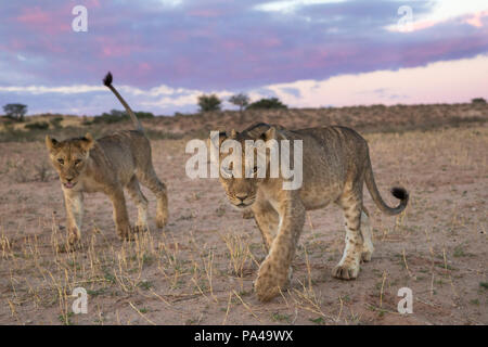 Giovani leoni (Panthera leo), Kgalagadi Parco transfrontaliero, Sud Africa, Foto Stock