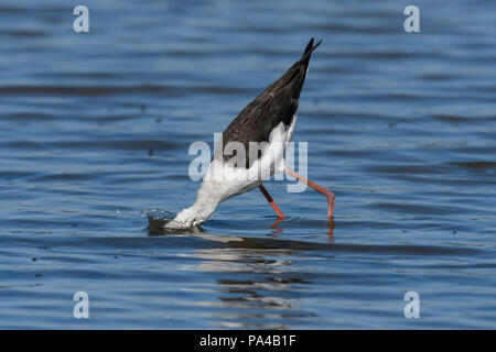 Testa bianca Stilt bobbing di cibo. Foto Stock