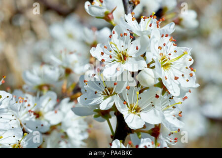 Sloe (Prunus spinosa), noto anche come prugnolo, close up di un gruppo di fiori. Foto Stock