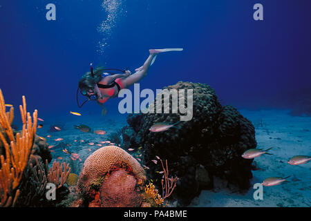 Un scuba diving ragazza in un bikini pone al di sopra della barriera corallina in acque calde a St. Croix Island nelle Isole Vergini statunitensi. Foto Stock