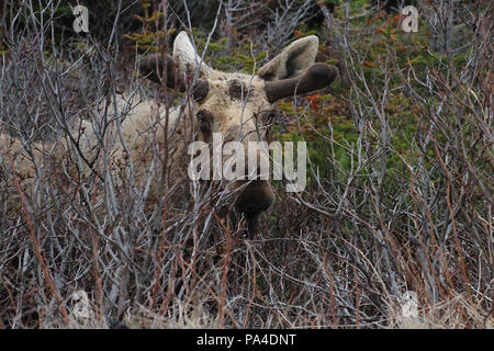 La fauna selvatica, alci polpaccio. Alces alces. Diario di viaggio, viaggio Terranova, Canada, "roccia". Paesaggi e scenic, provincia canadese, Foto Stock