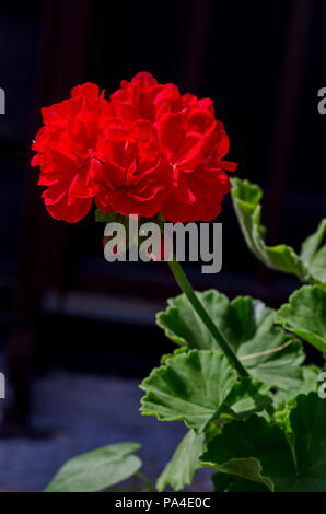 Pelargonium o fiore di geranio vicino a un cluster di red bloom, le gemme e le foglie verdi, distretto Drujba, Sofia, Bulgaria Foto Stock