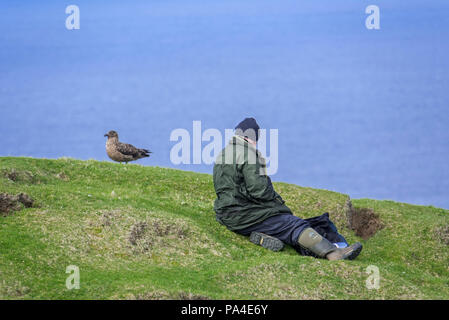Birder / di osservazione degli uccelli / bird watcher avvicinando grande skua (Stercorarius skua) molto vicino su una scogliera a Hermaness, Unst, isole Shetland, Scozia Foto Stock