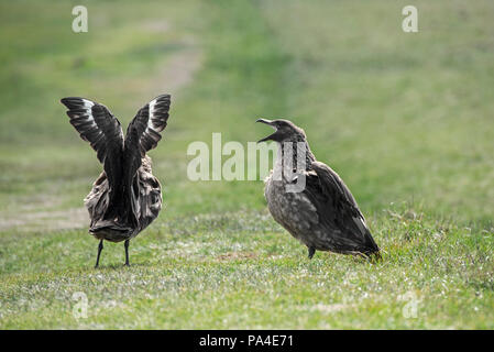 Grande skua (Stercorarius skua) giovane chiamando e che mostra la visualizzazione territoriale stendendo le sue ali, Hermaness, Unst, isole Shetland, Scozia Foto Stock