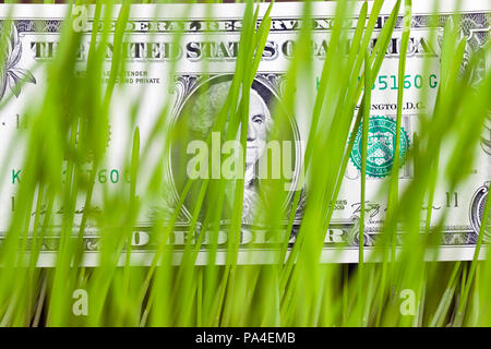 Adagiato tra le germogliato di orzo o altro cereale un dollaro statunitense, close-up, la messa a fuoco su un dollaro Foto Stock