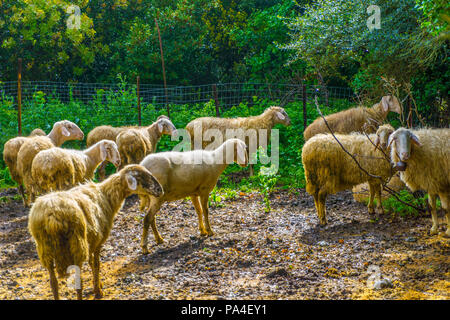 Pecore al pascolo nella campagna vicino a gola Lousios nel Peloponneso, Grecia Foto Stock