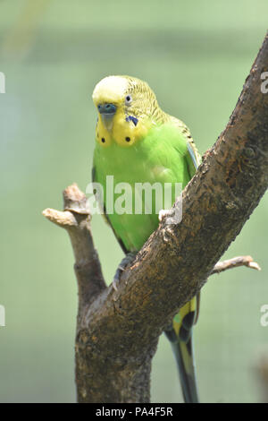 Piuttosto giallo e verde budgie seduto in una struttura ad albero. Foto Stock