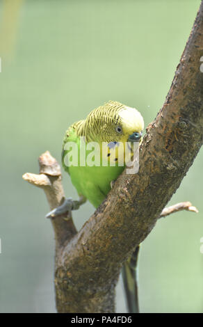 Verde e giallo budgie becchettare al tronco di albero. Foto Stock