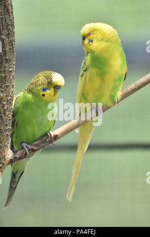 Bella coppia di colore luminoso budgies seduti insieme su un ramo di albero. Foto Stock