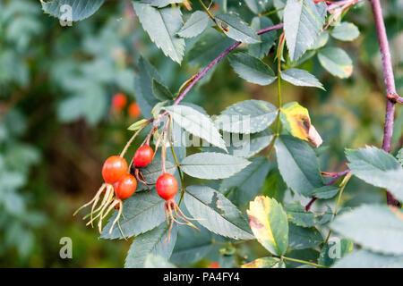 Il sambuco frutti sulla pianta con foglie close up Foto Stock