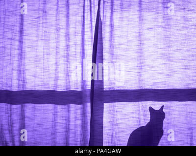 Silhouette ultra violet ombra di un piccolo cute cat seduto da solo sul davanzale della finestra dietro il sipario luna luce notturna, copia spazio per il testo Foto Stock