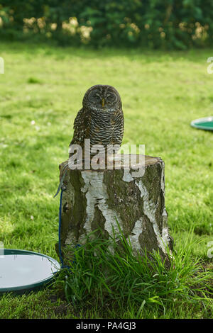 Chaco owl Foto Stock