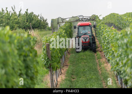 La viticoltura a Furth-Palt, Kremstal, Austria Inferiore, Austria Foto Stock