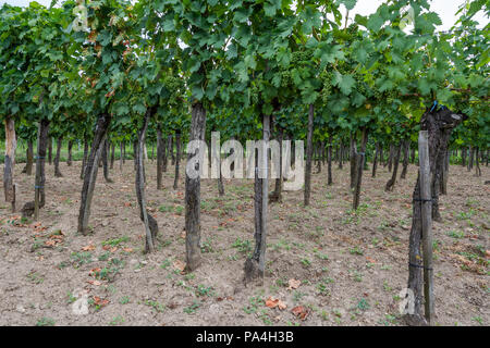 La viticoltura a Furth-Palt, Kremstal, Austria Inferiore, Austria Foto Stock