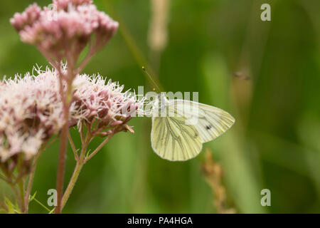 Un bianco Green-Veined butterfly, Sarcococca napi, alimentando in una giornata calda in Dorset England Regno Unito GB Foto Stock