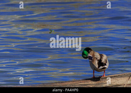 Mallard duck preening stessa mentre in piedi su un registro su un lago Foto Stock