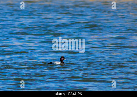 Lesser Scaup duck nuoto a destra su un bellissimo lago. Foto Stock