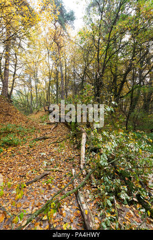 Autunno bosco di latifoglie in cui le foglie diventano gialle, uno o parecchi alberi sono rotte e giacciono a terra, paesaggio Foto Stock