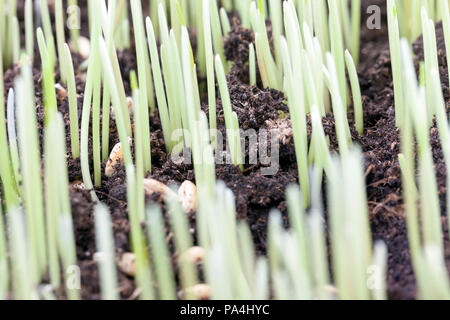 Giovani germogli verdi di grano contro lo sfondo del terreno di un campo agricolo, close-up di una molla Foto Stock