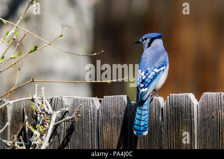 Blue Jay arroccato in cima a una staccionata in legno con i suoi bellissimi colori. Foto Stock