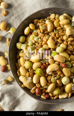 Un assortimento di materie germogliato legumi Fagioli in una ciotola Foto Stock