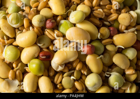 Un assortimento di materie germogliato legumi Fagioli in una ciotola Foto Stock