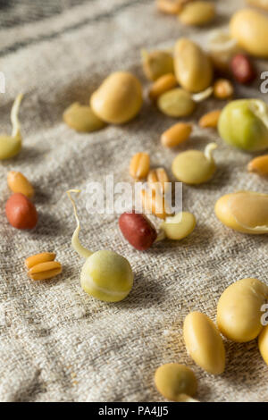 Un assortimento di materie germogliato legumi Fagioli in una ciotola Foto Stock