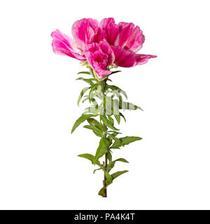 Fiore Godetia isolato. Un ramo di un bel colore rosa e viola e fiori di primavera Foto Stock