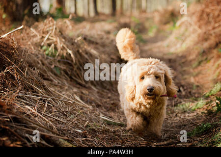 Cockerpoo beige che gioca nel bosco Foto Stock