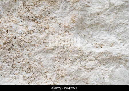 Sullo sfondo di un bellissimo corallo naturale blocco di pietra Foto Stock