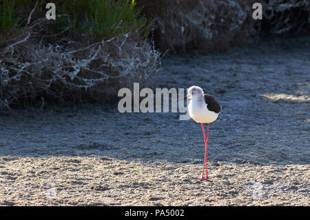 Black-winged stilt (Himantopus himantopus) in appoggio a Estany Pudent zone umide nel Parco Naturale di Ses Salines (Formentera, isole Baleari, Spagna) Foto Stock