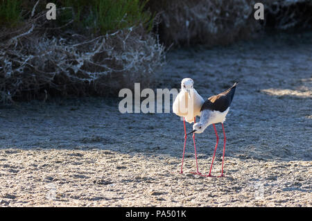 Black-winged stilt (Himantopus himantopus) matura in rituali di corteggiamento a Estany Pudent (Parco Naturale di Ses Salines,Formentera,Isole Baleari, Spagna) Foto Stock