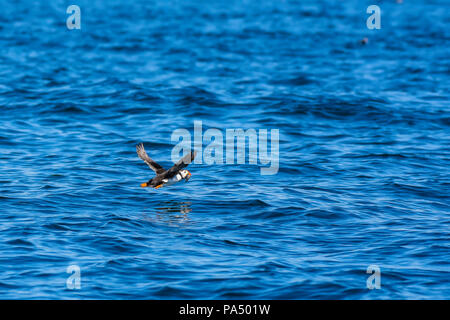 Atlantic puffin volare al di sopra della superficie del mare.Fratercula arctica, in habitat naturale su Skomer island, Regno Unito.carino e colorato bird.incredibile fauna britannico. Foto Stock