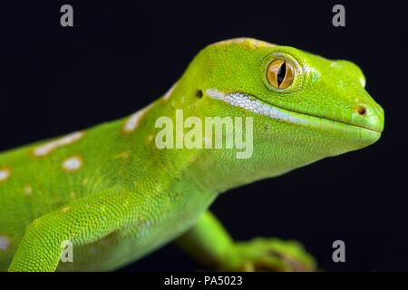 La Northland gecko verde o grigio della struttura gecko (Naultinus grayii ) è una specie di gecko. La specie è presente solo nella regione di Northland di nuovo Zea Foto Stock