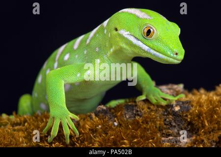 La Northland gecko verde o grigio della struttura gecko (Naultinus grayii ) è una specie di gecko. La specie è presente solo nella regione di Northland di nuovo Zea Foto Stock