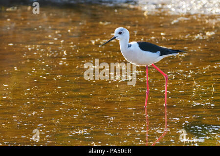 Black-winged stilt (Himantopus himantopus) wading a Estany Pudent zone umide nel Parco Naturale di Ses Salines (Formentera, isole Baleari, Spagna) Foto Stock