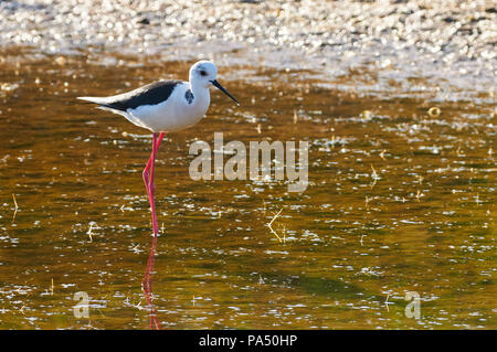 Black-winged stilt (Himantopus himantopus) wading a Estany Pudent zone umide nel Parco Naturale di Ses Salines (Formentera, isole Baleari, Spagna) Foto Stock