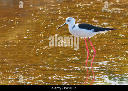 Black-winged stilt (Himantopus himantopus) wading a Estany Pudent zone umide nel Parco Naturale di Ses Salines (Formentera, isole Baleari, Spagna) Foto Stock