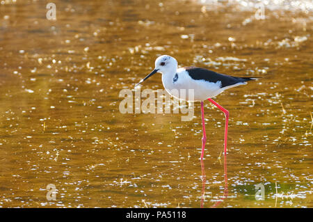 Black-winged stilt (Himantopus himantopus) wading a Estany Pudent zone umide nel Parco Naturale di Ses Salines (Formentera, isole Baleari, Spagna) Foto Stock