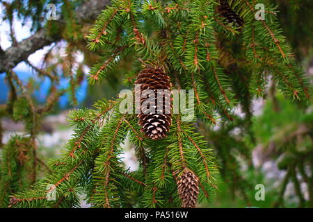 Cono di abete Foto Stock