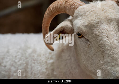 Ovis aries. Wiltshire Horn RAM in mostra ad uno spettacolo agricolo. REGNO UNITO Foto Stock